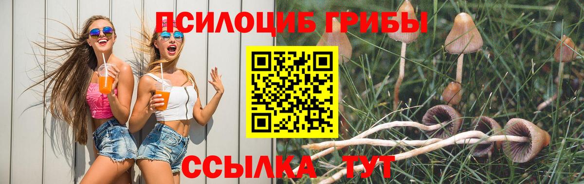 Галлюциногенные грибы Psilocybe Бийск